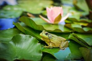 frog on lily pad